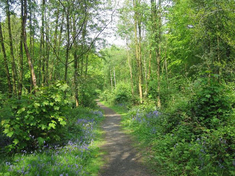 Uffmoor Wood